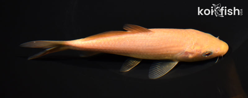 5.5" KARASHIGOI