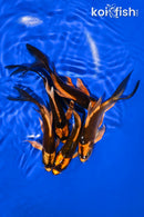 PACK OF (5) 5-6" KABUTO BUTTERFLY KOI