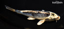 6.75" KIKOKURYU