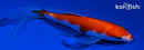 5.25" KOHAKU BUTTERFLY