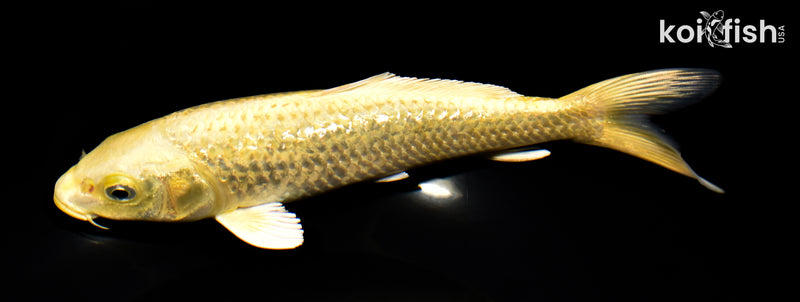 8" GINRIN YAMABUKI OGON