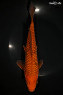 9.25" CHAGOI