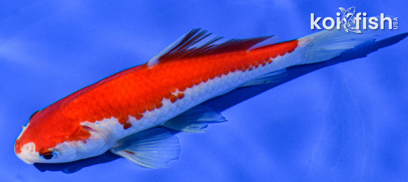 6" SARASA COMET GOLDFISH