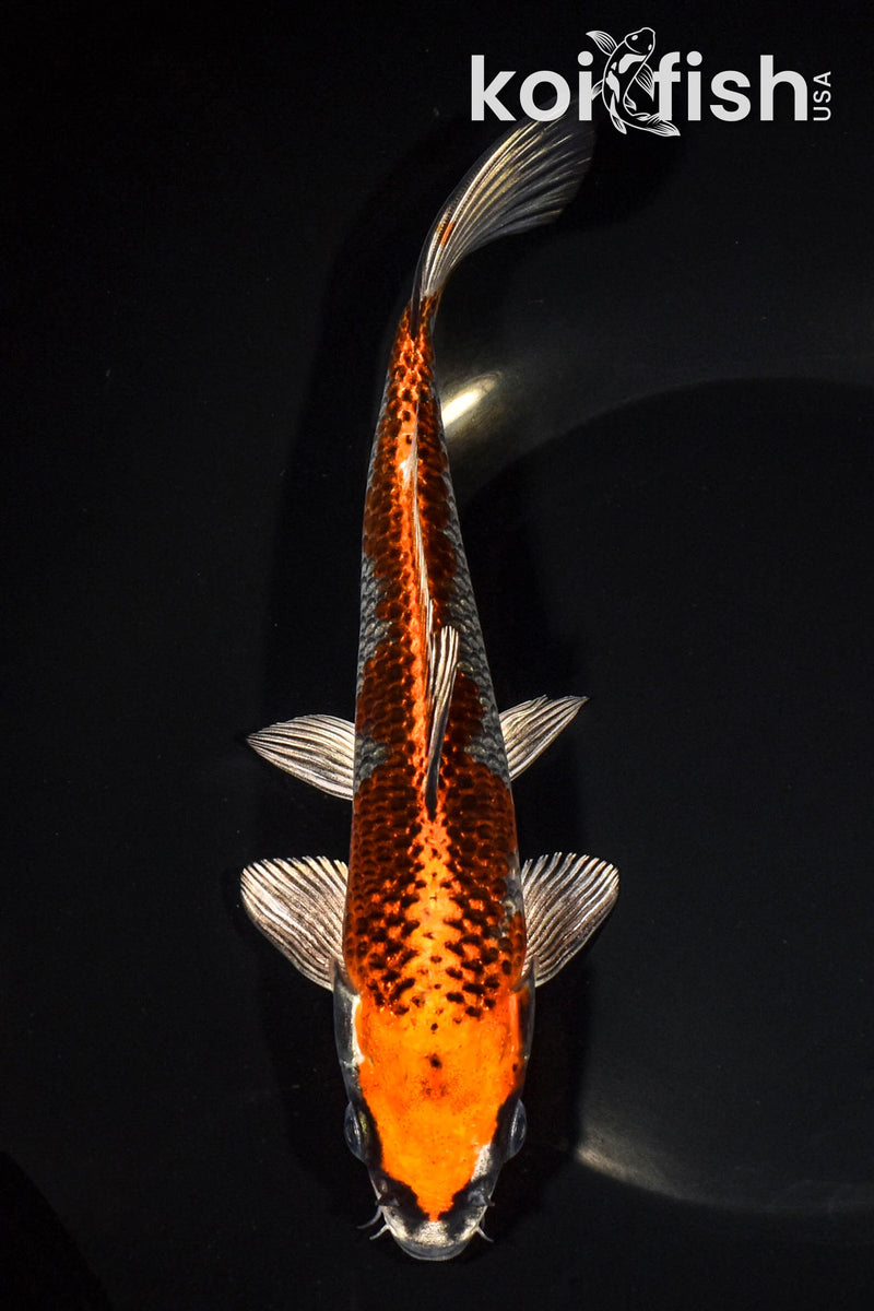 8.25" BENI GINGA