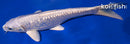 8" GINRIN PLATINUM OGON