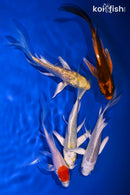 PACK OF (5) 4-5" BUTTERFLY KOI