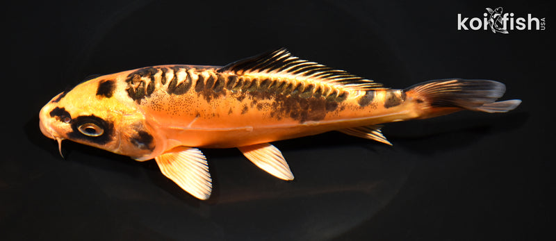 7.5" BENI KIKOKURYU