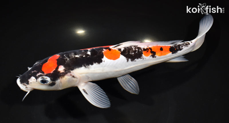 11.5" DOITSU GOSHIKI