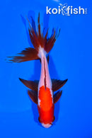 5.75" WATONAI GOLDFISH