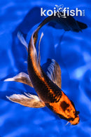 5.5" ORENJI MATSUBA BUTTERFLY