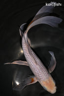 10.5" SORAGOI BUTTERFLY