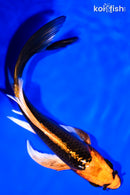 7.25" KIN ORENJI MATSUBA BUTTERFLY