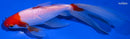 6.25" SARASA WAKIN GOLDFISH