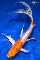 10" HARIWAKE BUTTERFLY