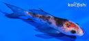 4.5" BENI MATSUKAWABAKE BUTTERFLY