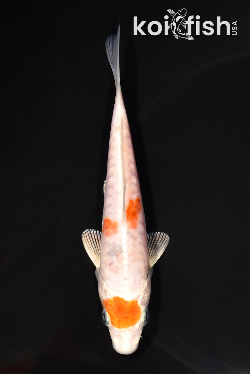 5.5" HARIWAKE