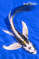 7.25" KIN KIKOKURYU BUTTERFLY
