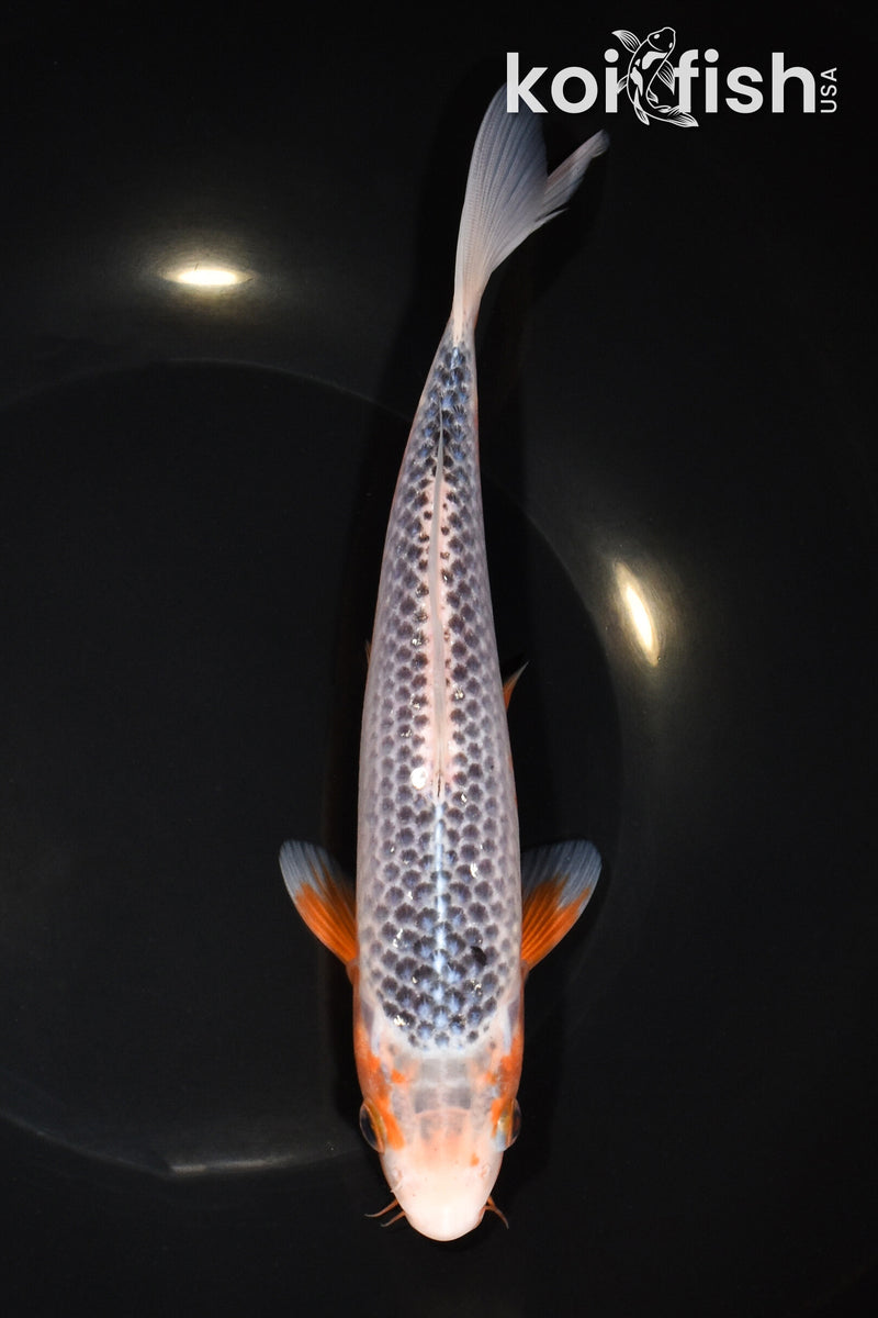 8.25" ASAGI