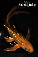 9.5" GINRIN CHAGOI BUTTERFLY