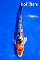 4" GINRIN YAMATO NISHIKI