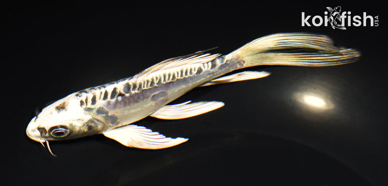 6.25" KIKOKURYU BUTTERFLY