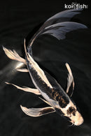11" KIKOKURYU BUTTERFLY