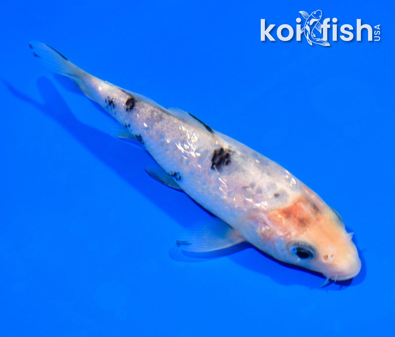 5" GINRIN SHIRO BEKKO