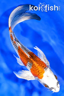 7.5" KUJAKU BUTTERFLY