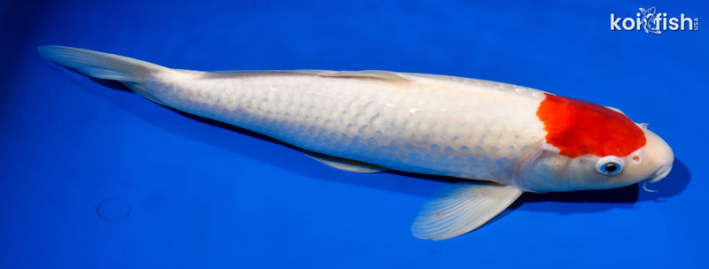 14.75" TANCHO KOHAKU