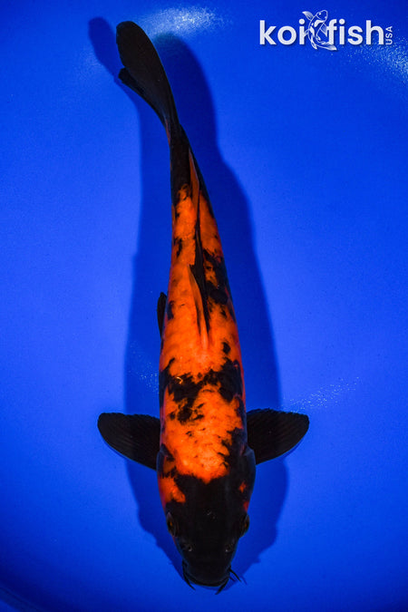 12.5" DOITSU HI UTSURI