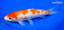 7.75" KOHAKU