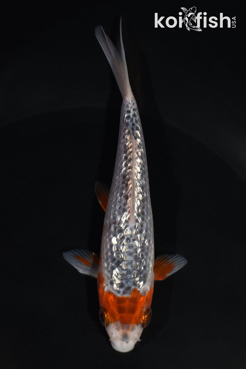 4.5" GINRIN ASAGI
