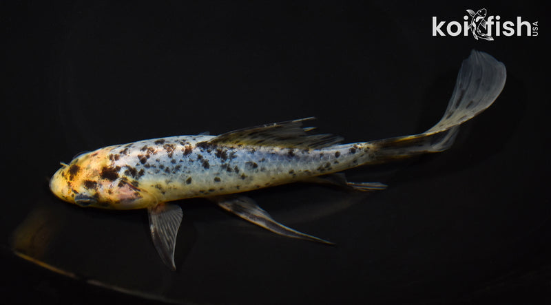 7.75" SHUBUNKIN GOLDFISH