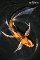 9.5" KIN HI SHOWA BUTTERFLY