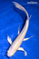 9" CREAMY OGON BUTTERFLY