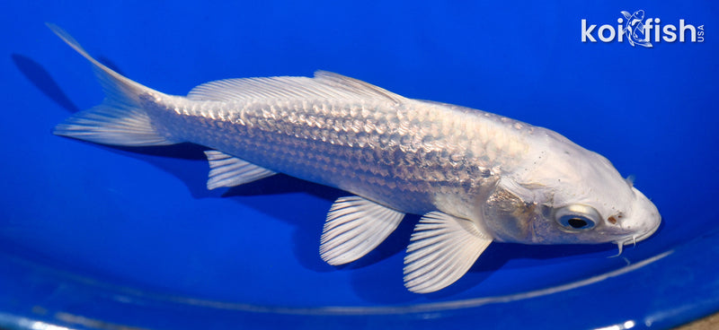 6.5" GINRIN PLATINUM OGON