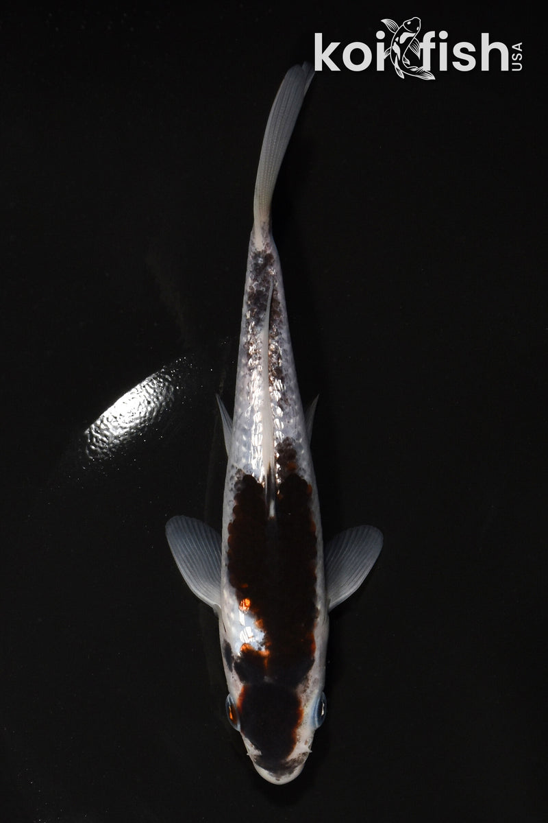 6" GINRIN GOROMO