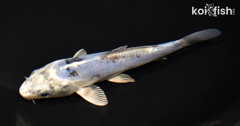 6" GINRIN DOITSU GIN SHIRO BEKKO