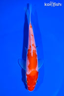 6" KOHAKU
