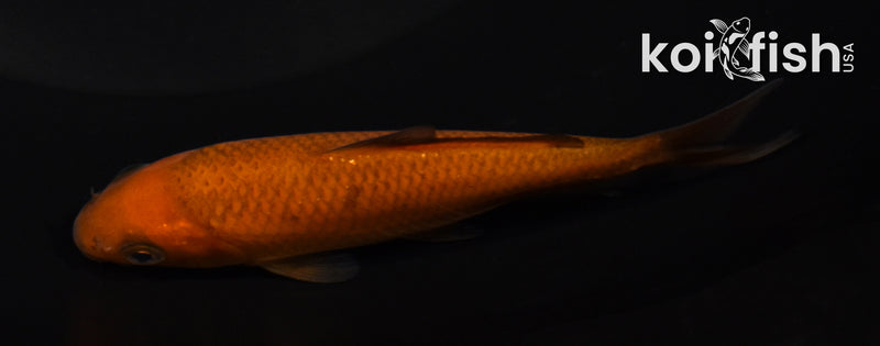 4" CHAGOI