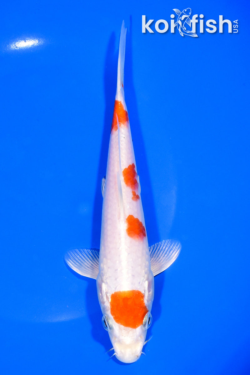 7.25" HARIWAKE