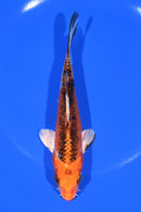 6.25" KUJAKU