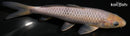 7" SORAGOI