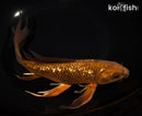9.5" GINRIN CHAGOI BUTTERFLY