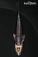 4.25" KIKOKURYU