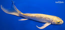 9" GINRIN YAMABUKI OGON BUTTERFLY