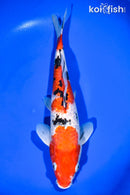 13.25" GINRIN SANKE