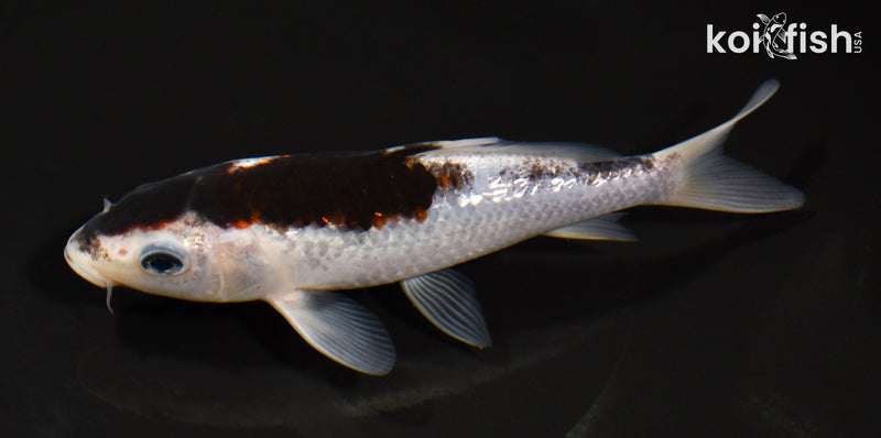 6" GINRIN GOROMO