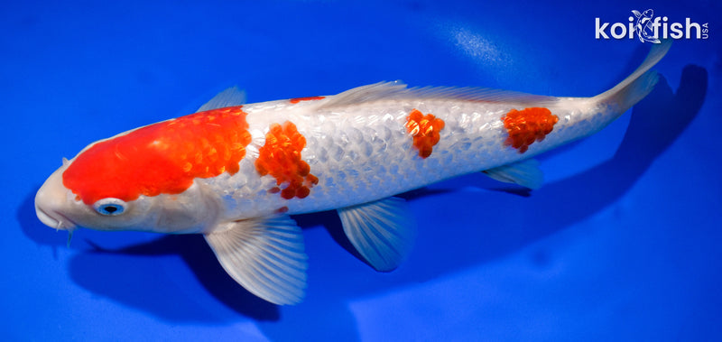 11.25" GINRIN KOHAKU