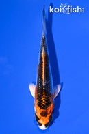 4.25" KUJAKU